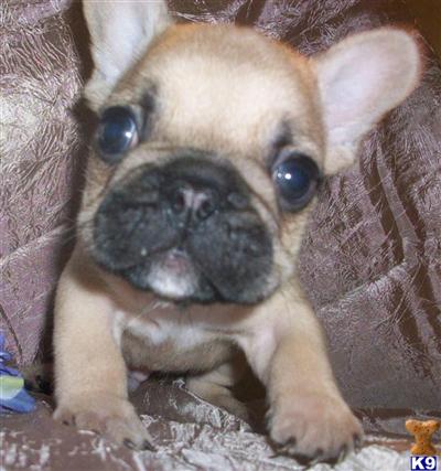 French Bulldog Puppies for Sale